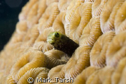 Coral Blenney, Nikon D80 with 60mm. by Mark Tarsh 